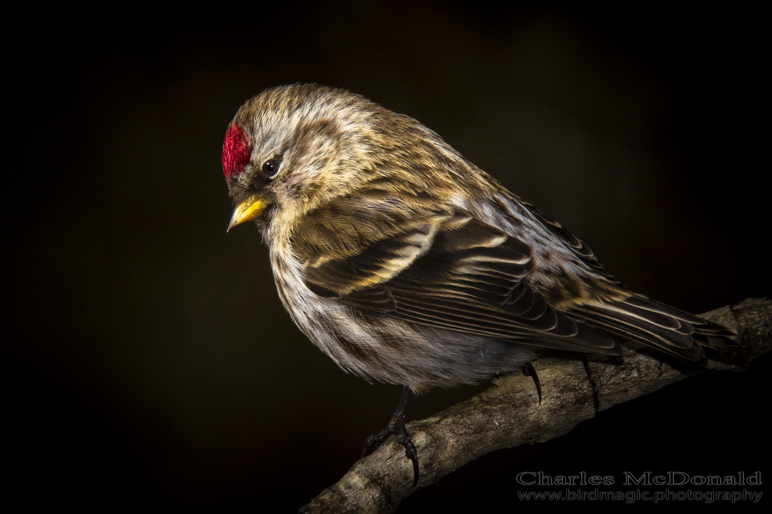 Common Redpoll