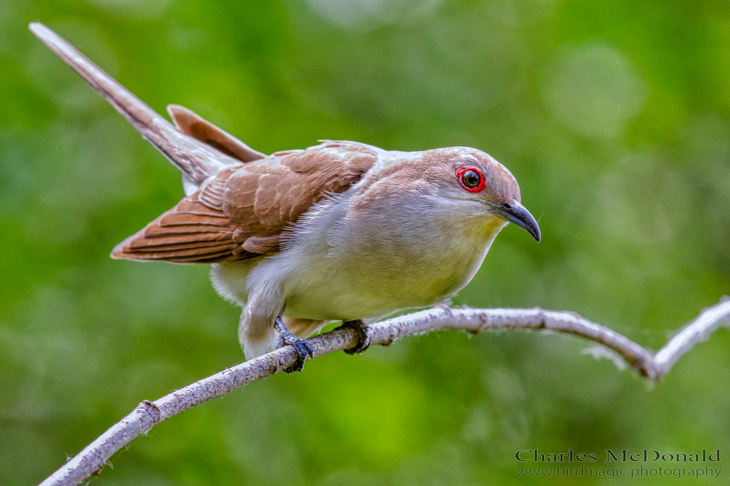 Black-billed Cuckoo