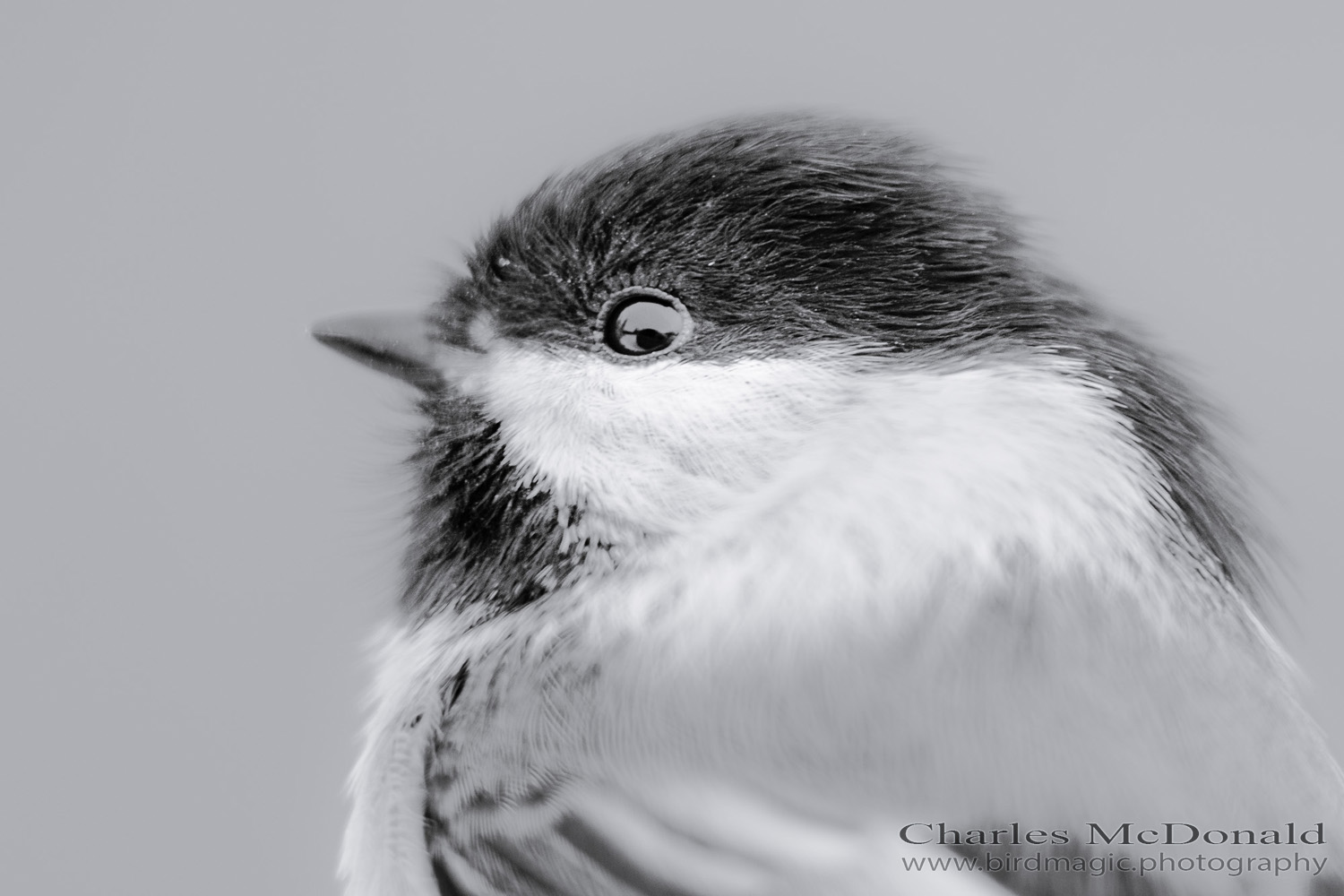 Black-capped Chickadee