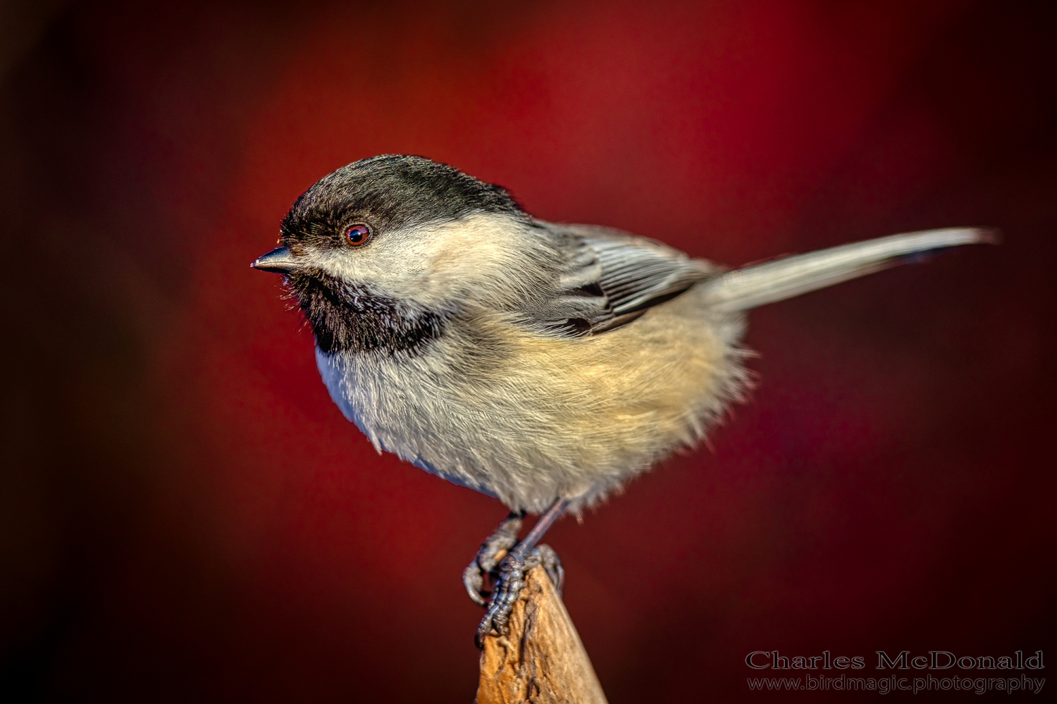 Black-capped Chickadee