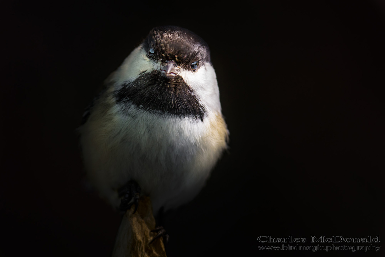 Black-capped Chickadee