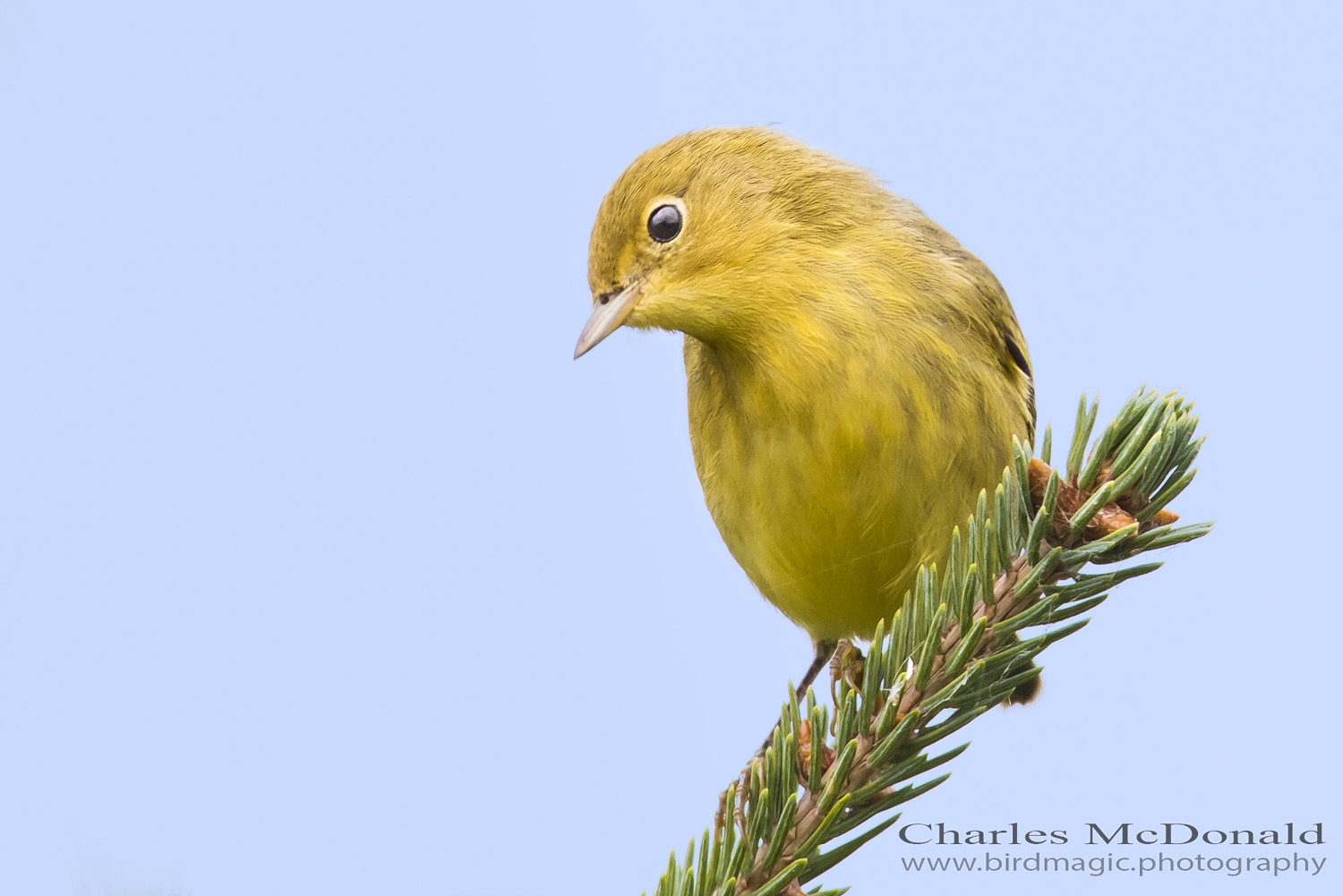 Yellow Warbler