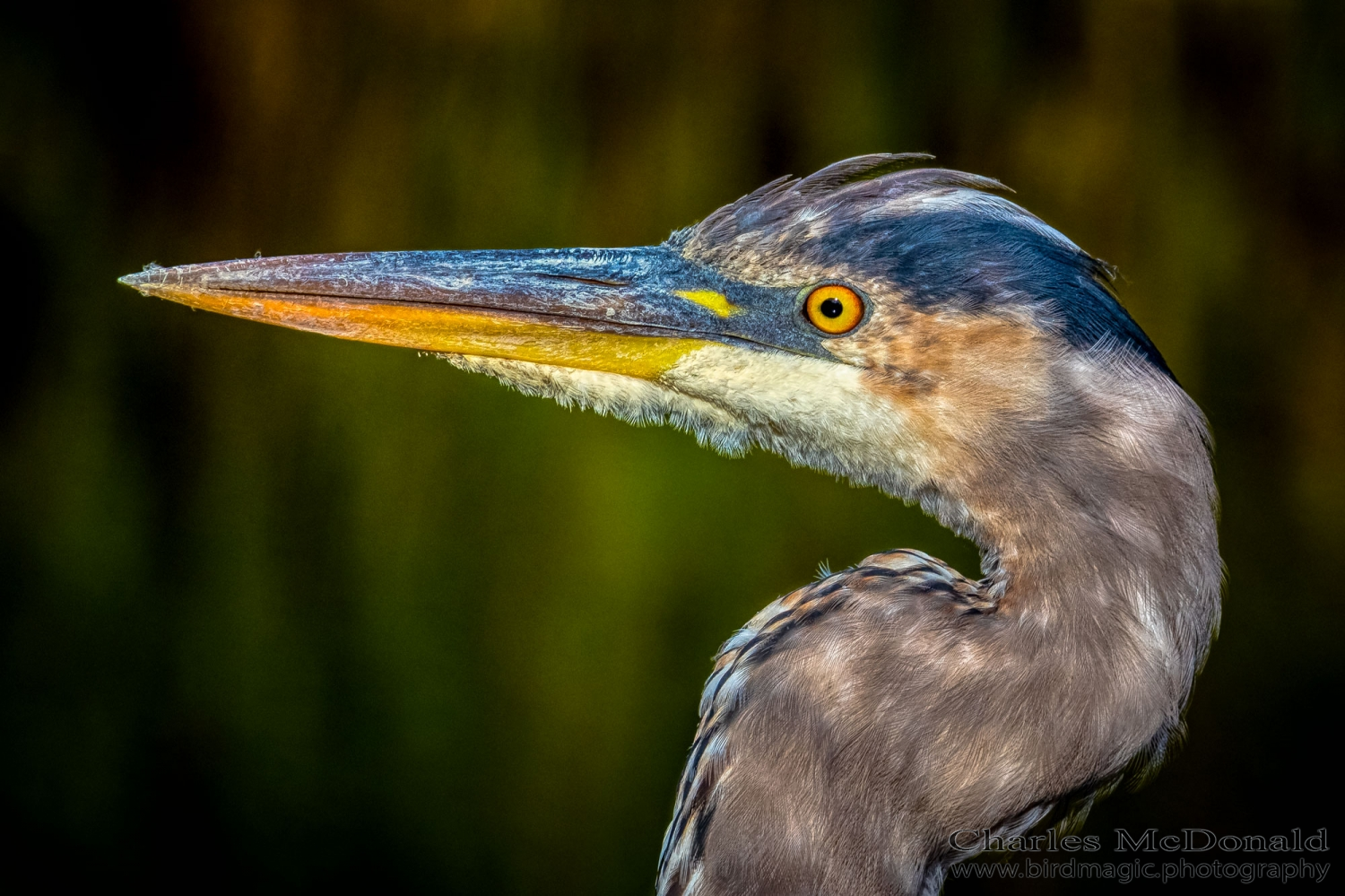 Great Blue Heron