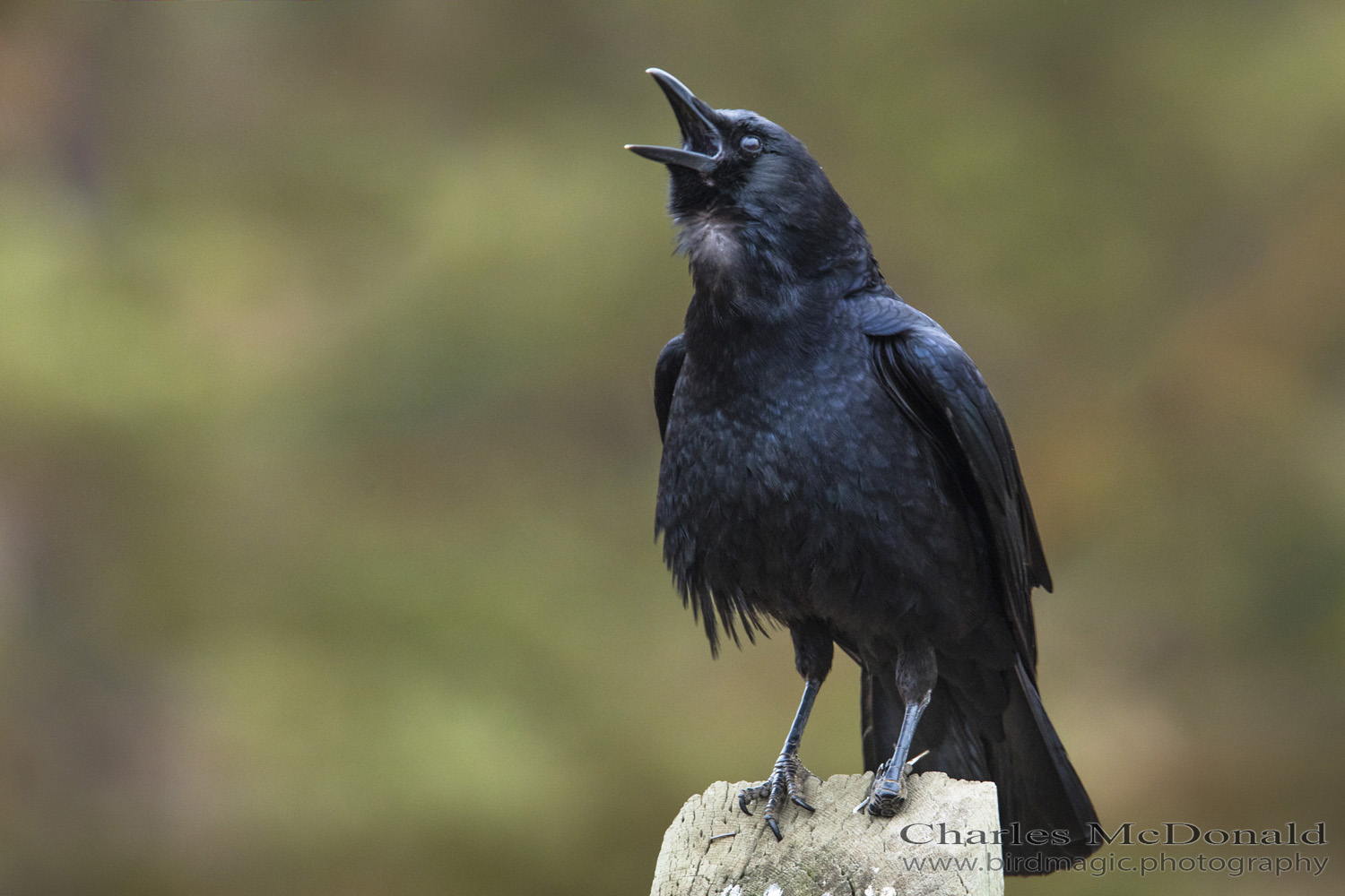 American Crow