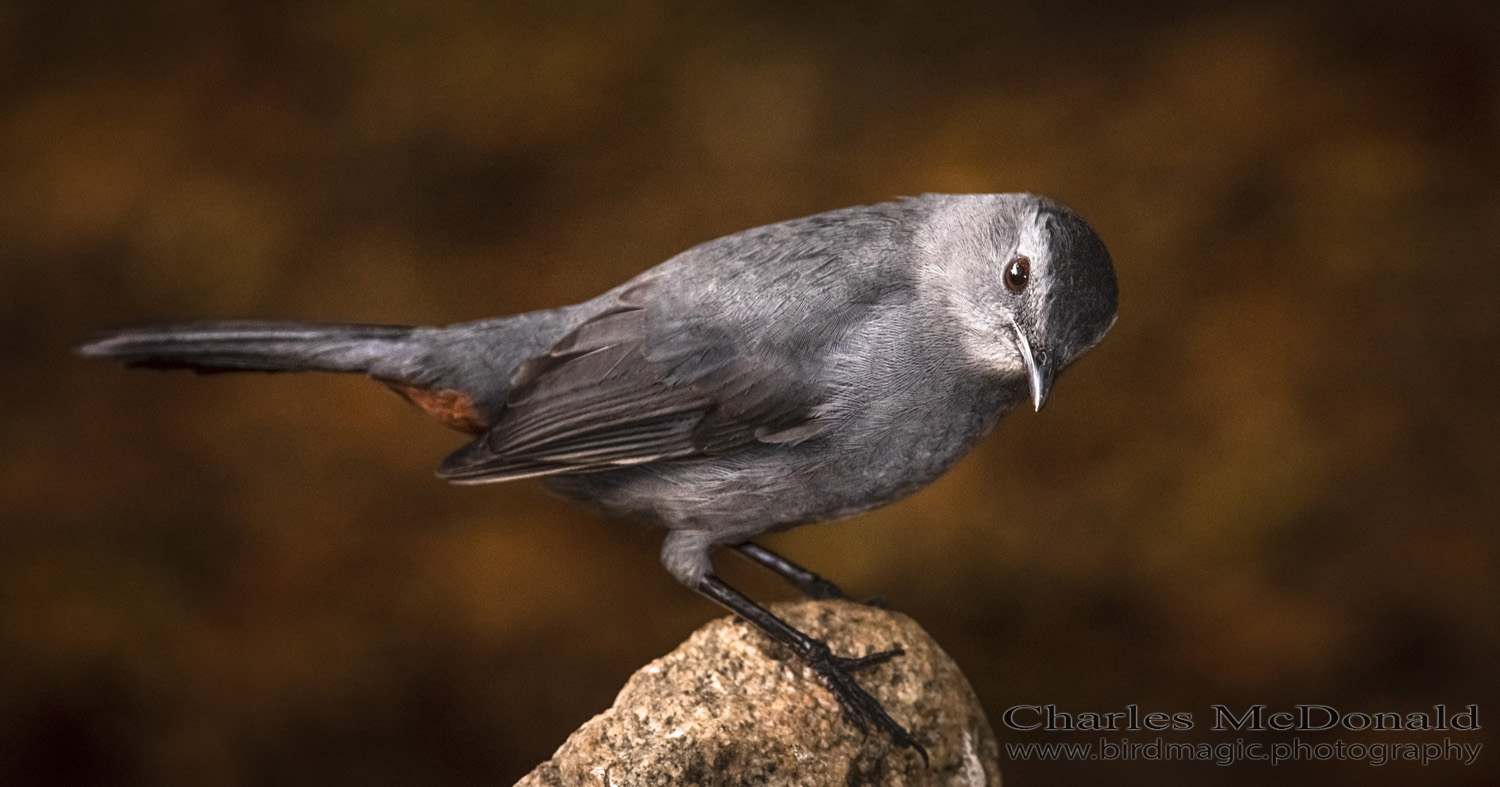 Gray Catbird