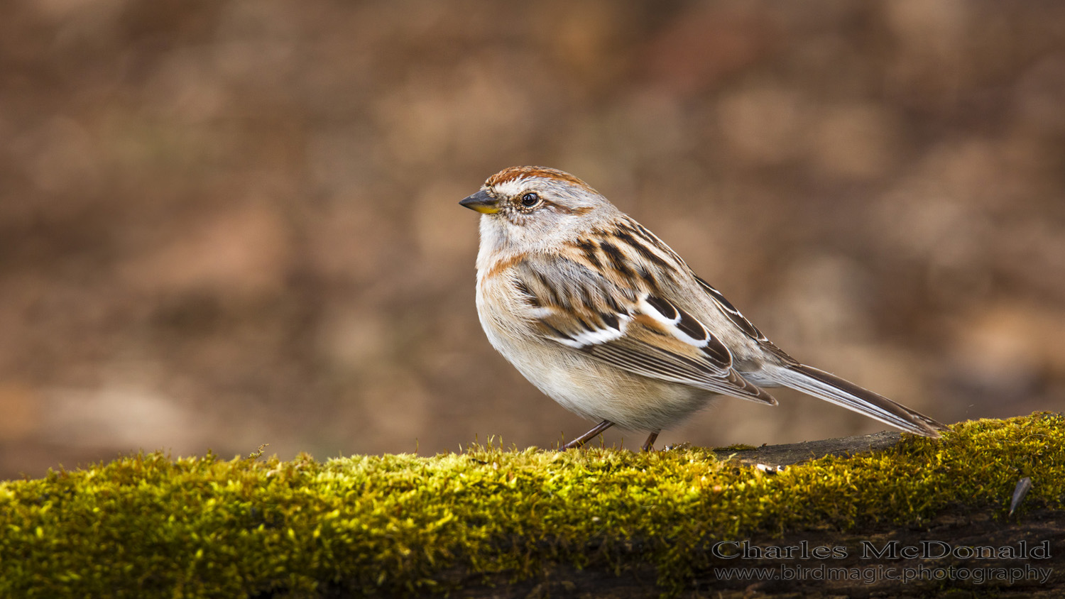 American Tree Sparrow