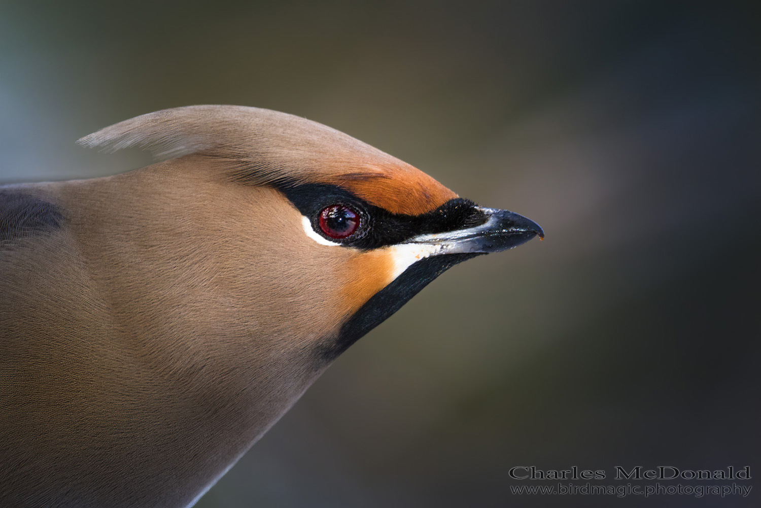 Cedar Waxwing