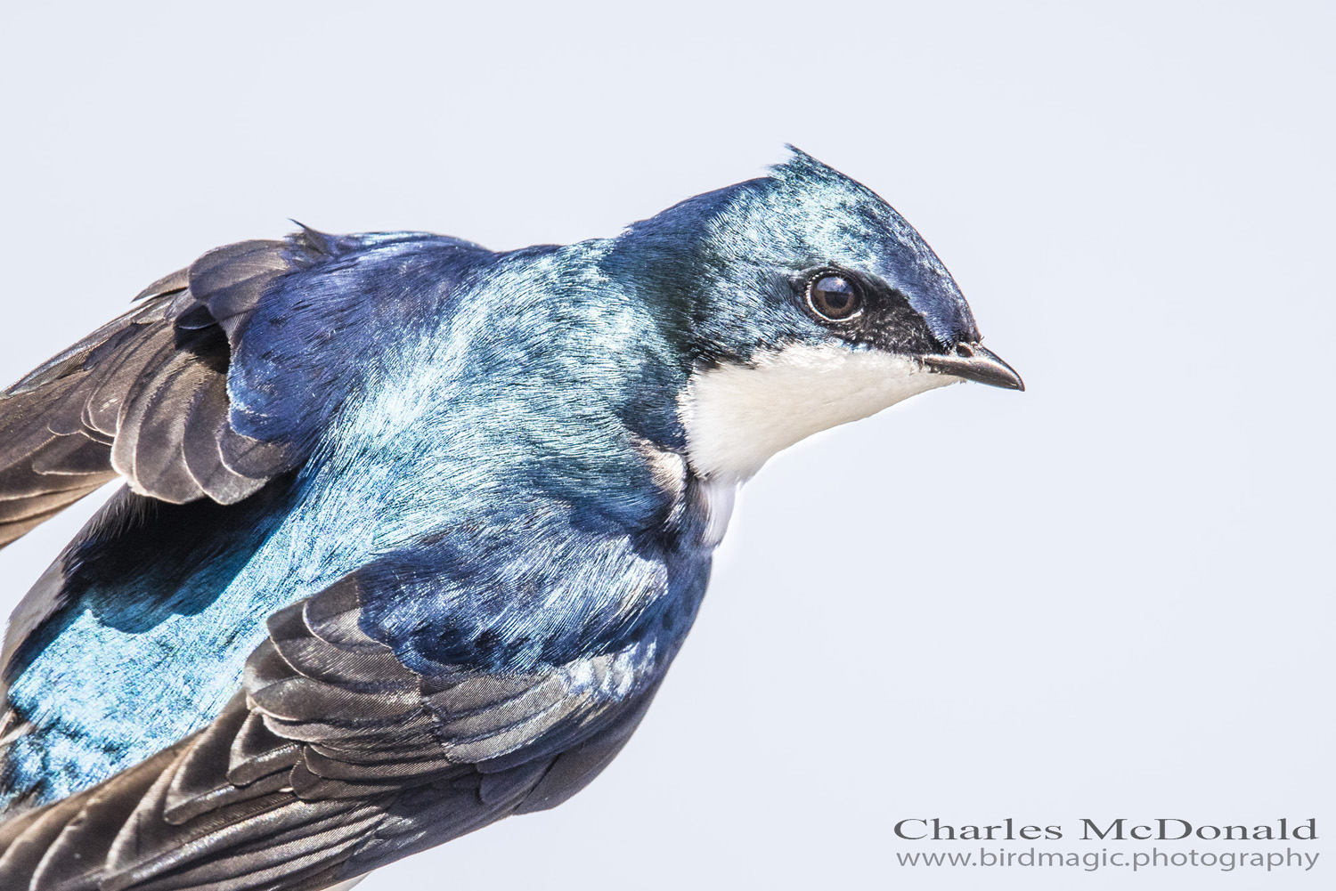 Tree Swallow