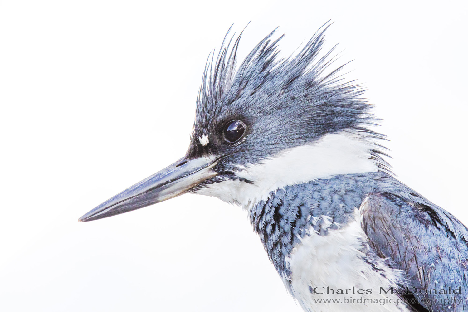 Belted Kingfisher