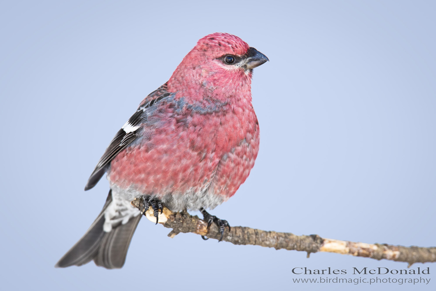 Pine Grosbeak