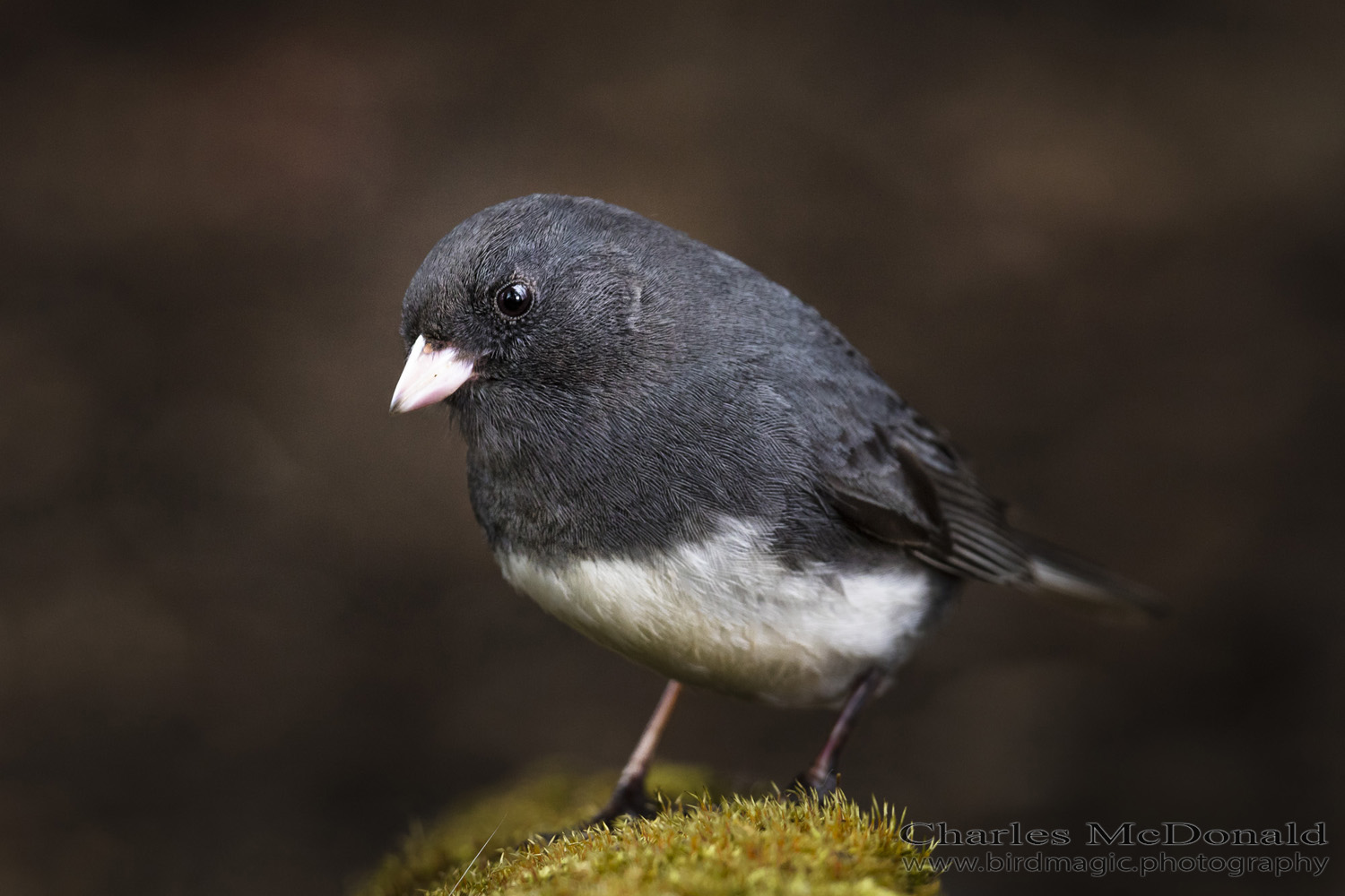 Dark-eyed Junco