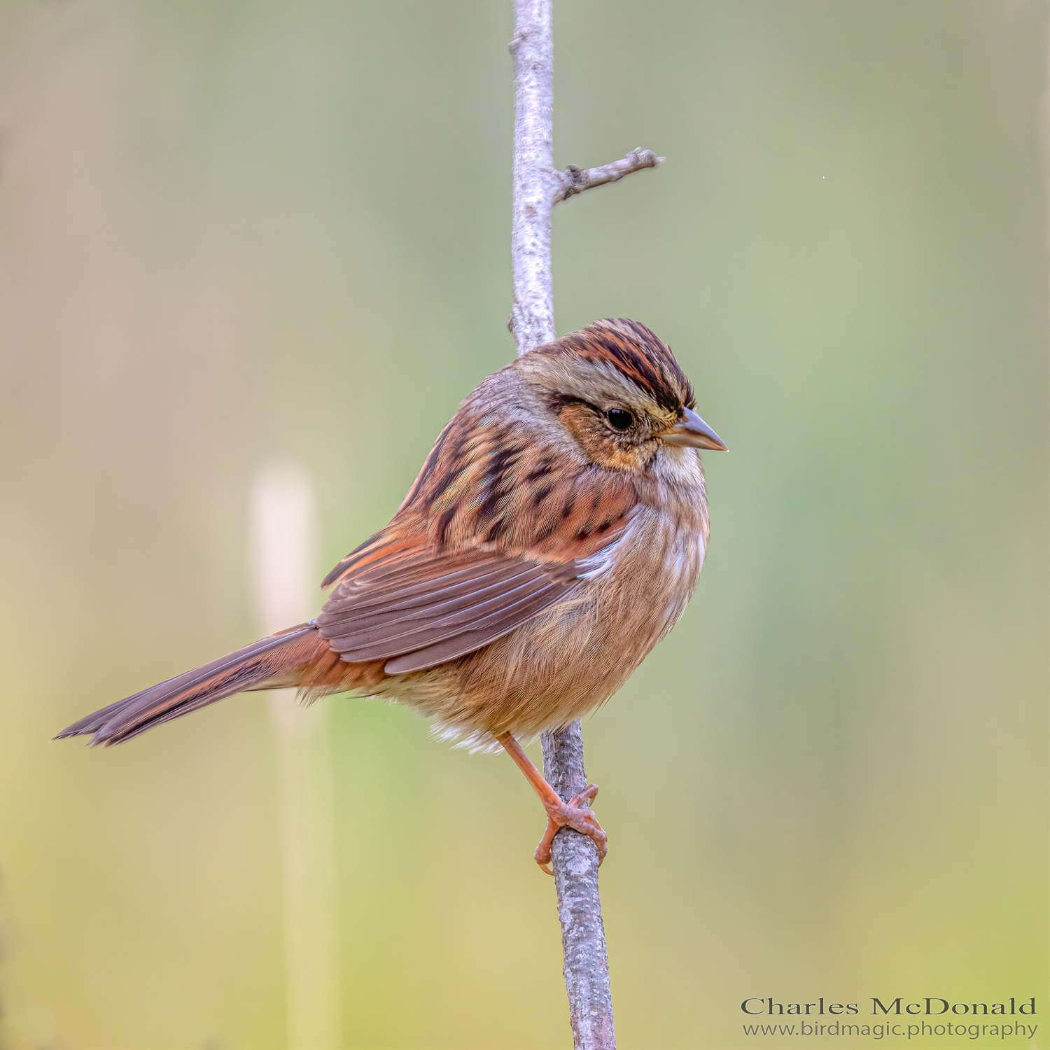 Swamp Sparrow