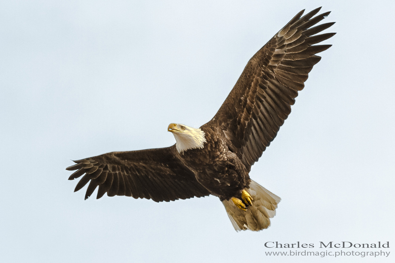 Bald Eagle