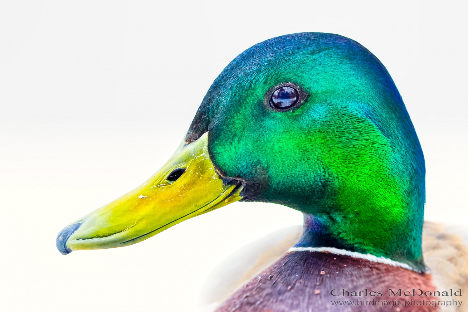 Mallard