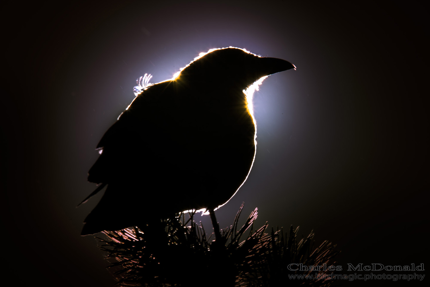 American Crow