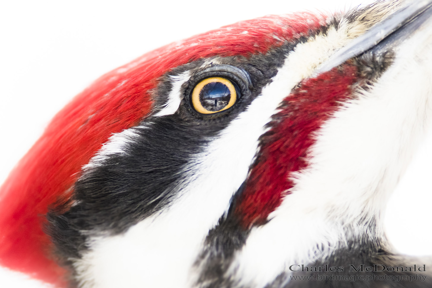 Pileated Woodpecker