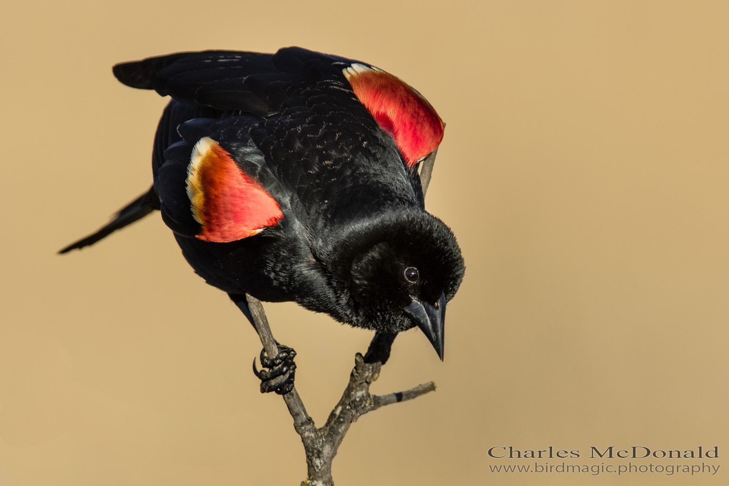 Red-winged Blackbird