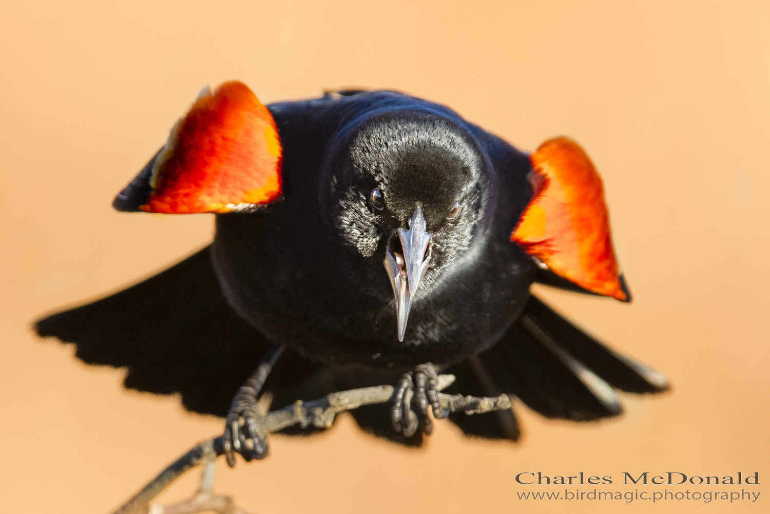 Red-winged Blackbird