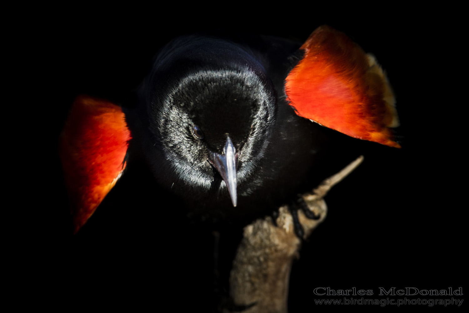 Red-winged Blackbird