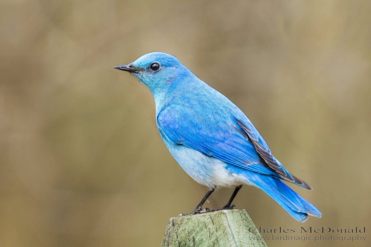 Mountain Bluebird