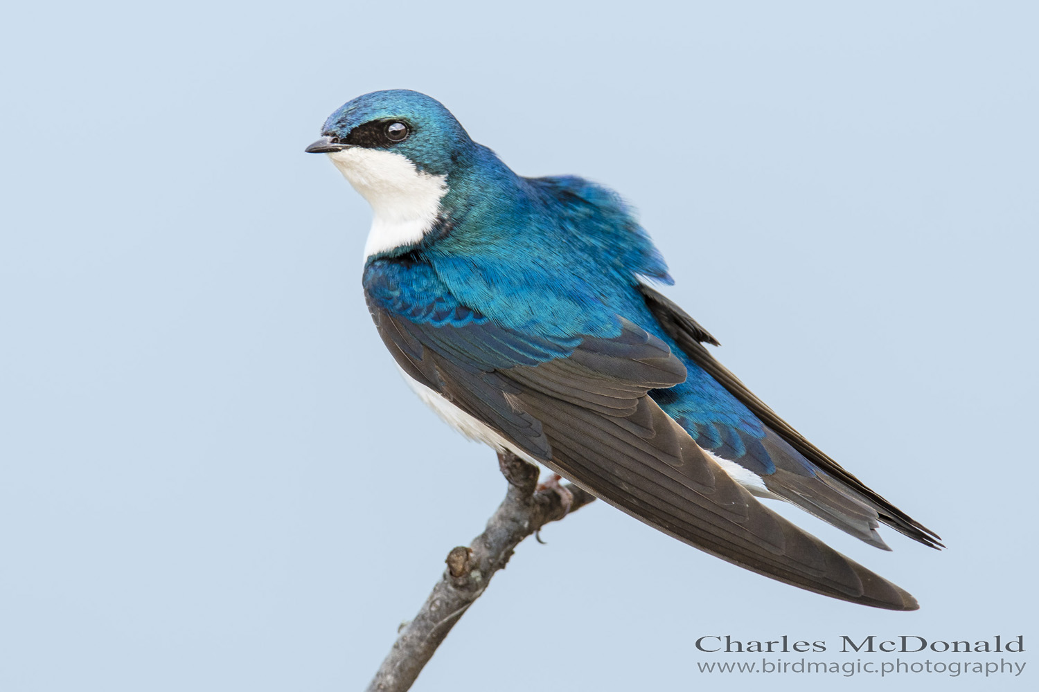 Tree Swallow