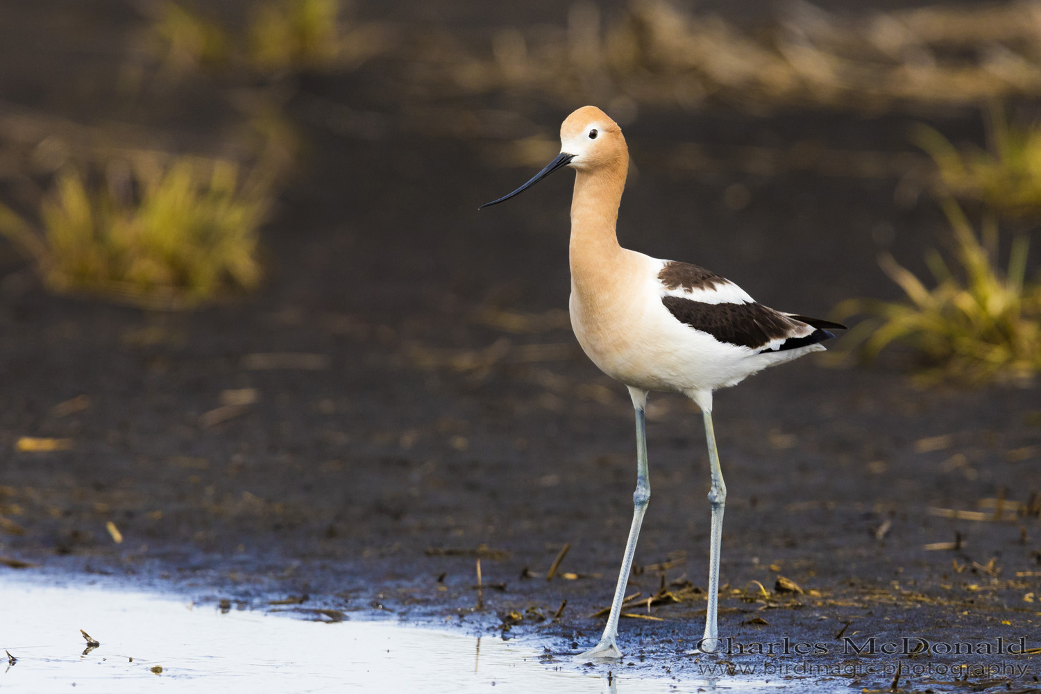 American Avocet