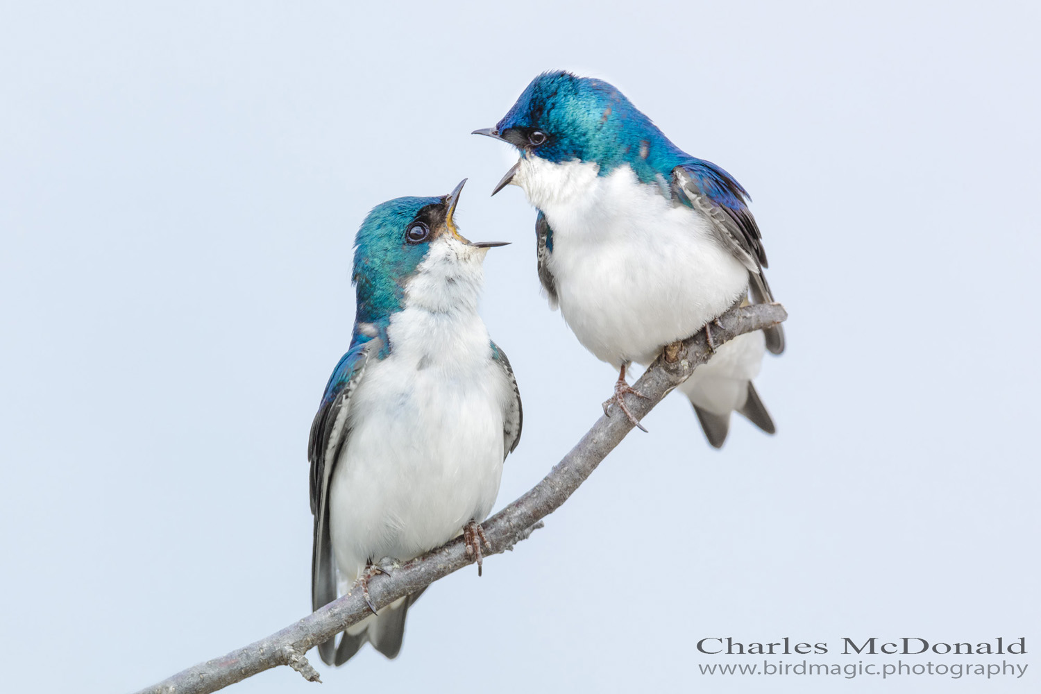 Tree Swallow