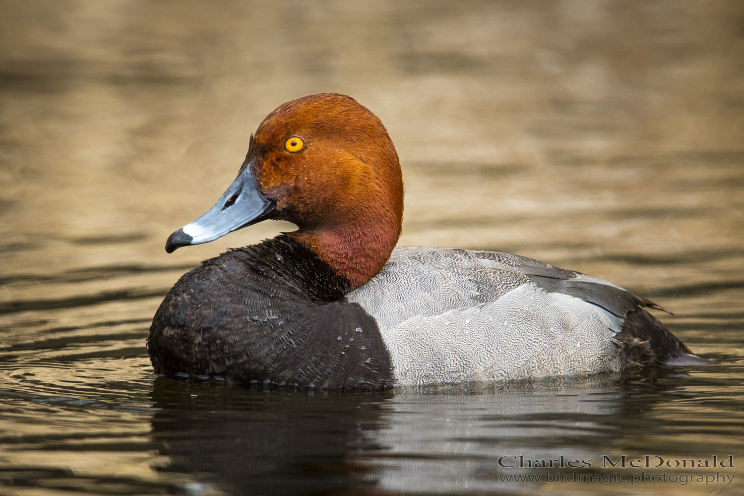 Redhead