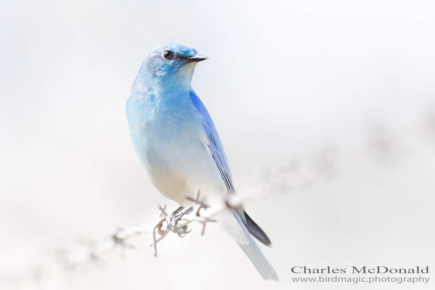 Mountain Bluebird