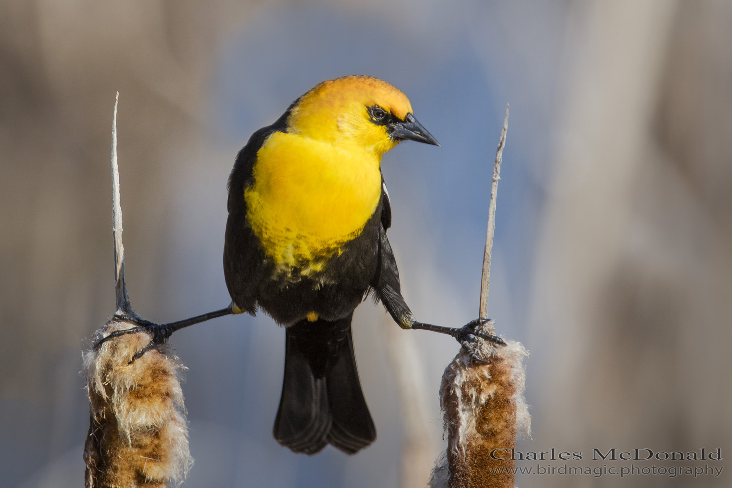 Yellow-headed Blackbird