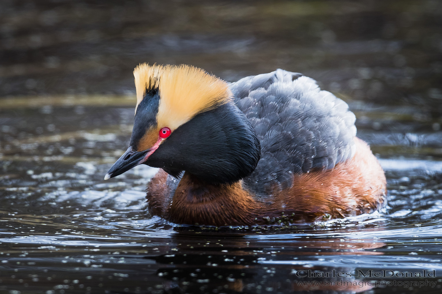 Horned Grebe