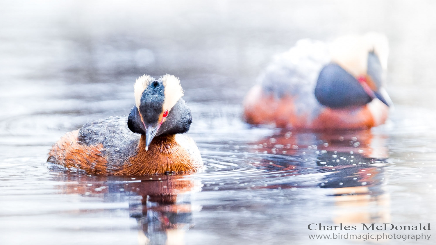 Horned Grebe