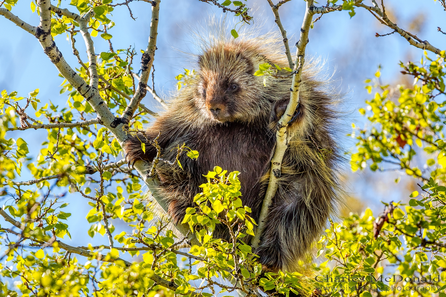 Porcupine