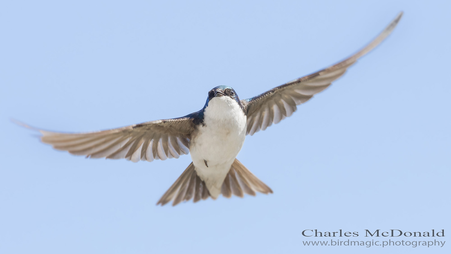 Tree Swallow