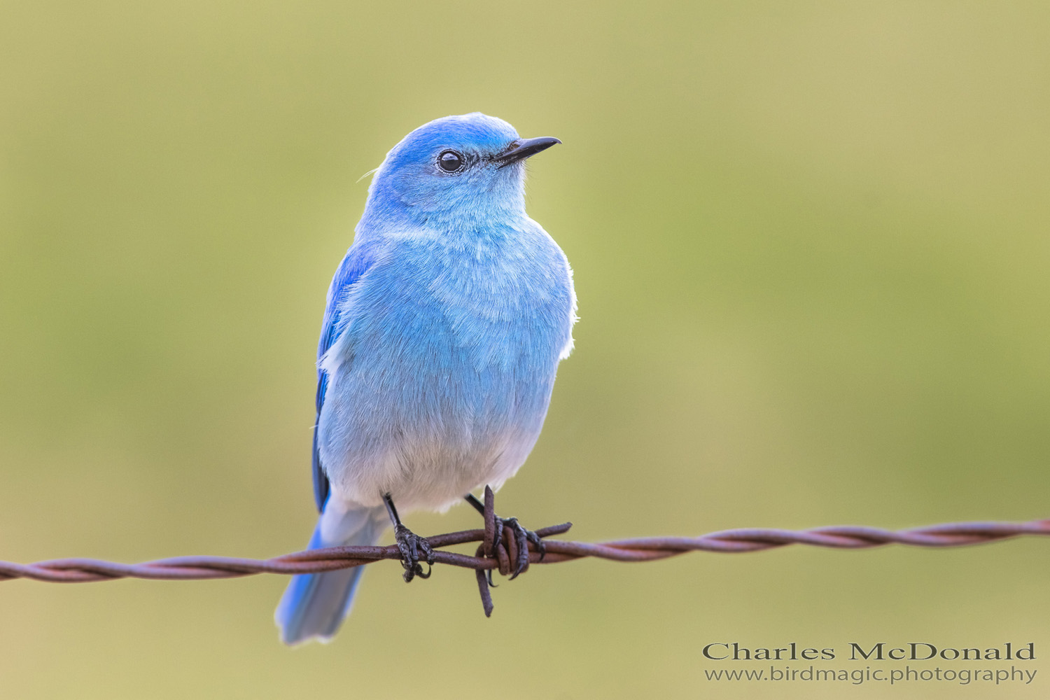 Mountain Bluebird