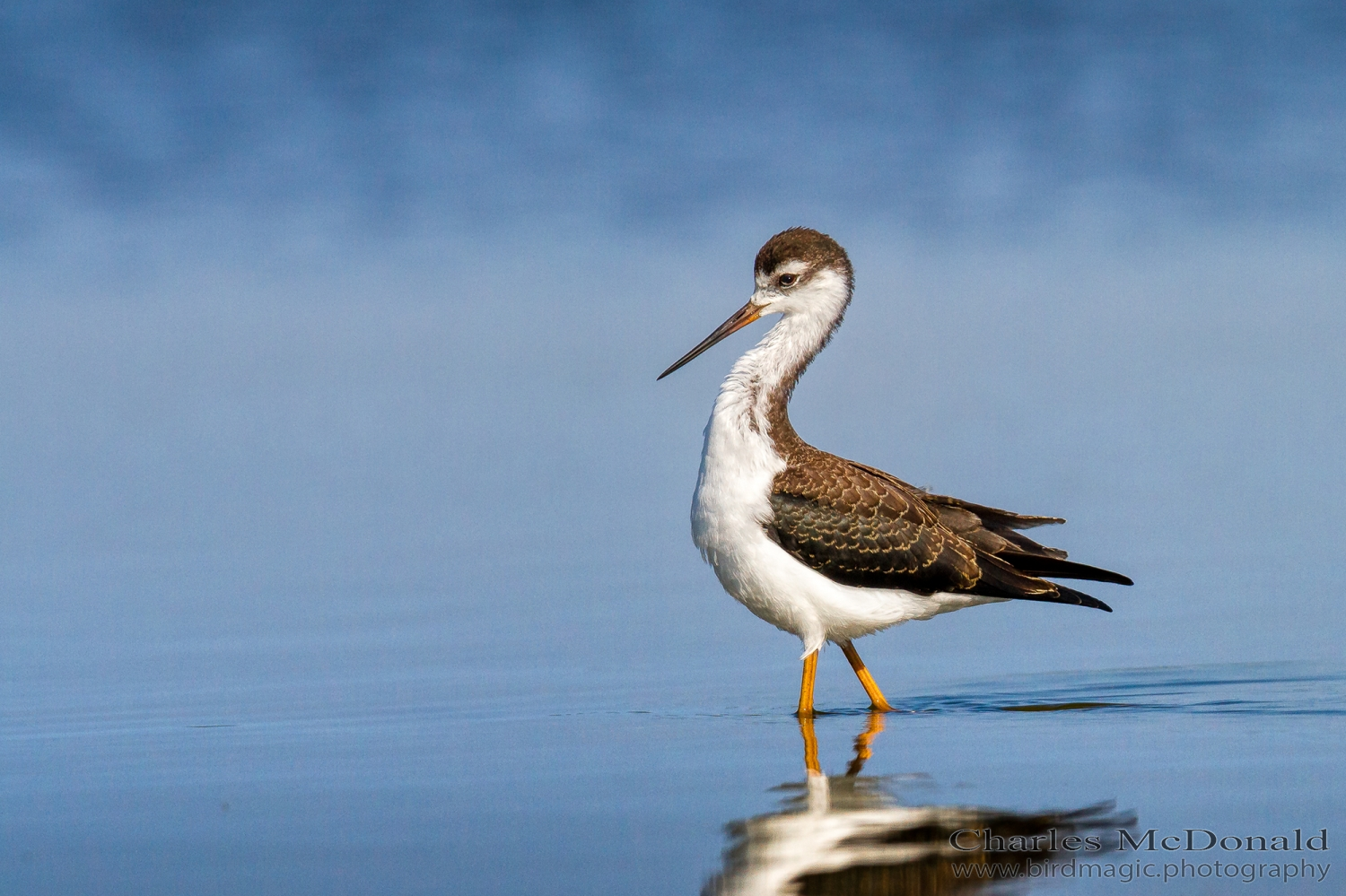 Black-necked Stilt