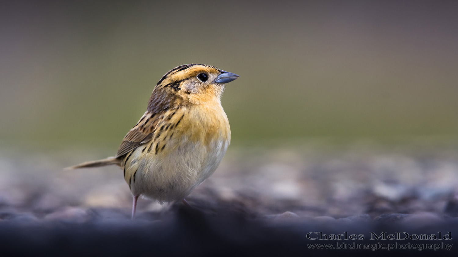 Le Conte's Sparrow