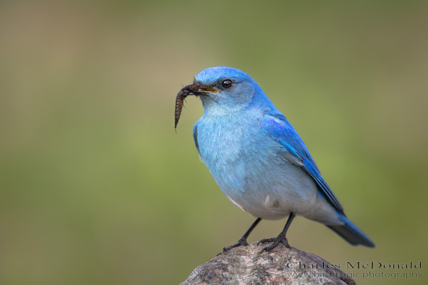 Mountain Bluebird