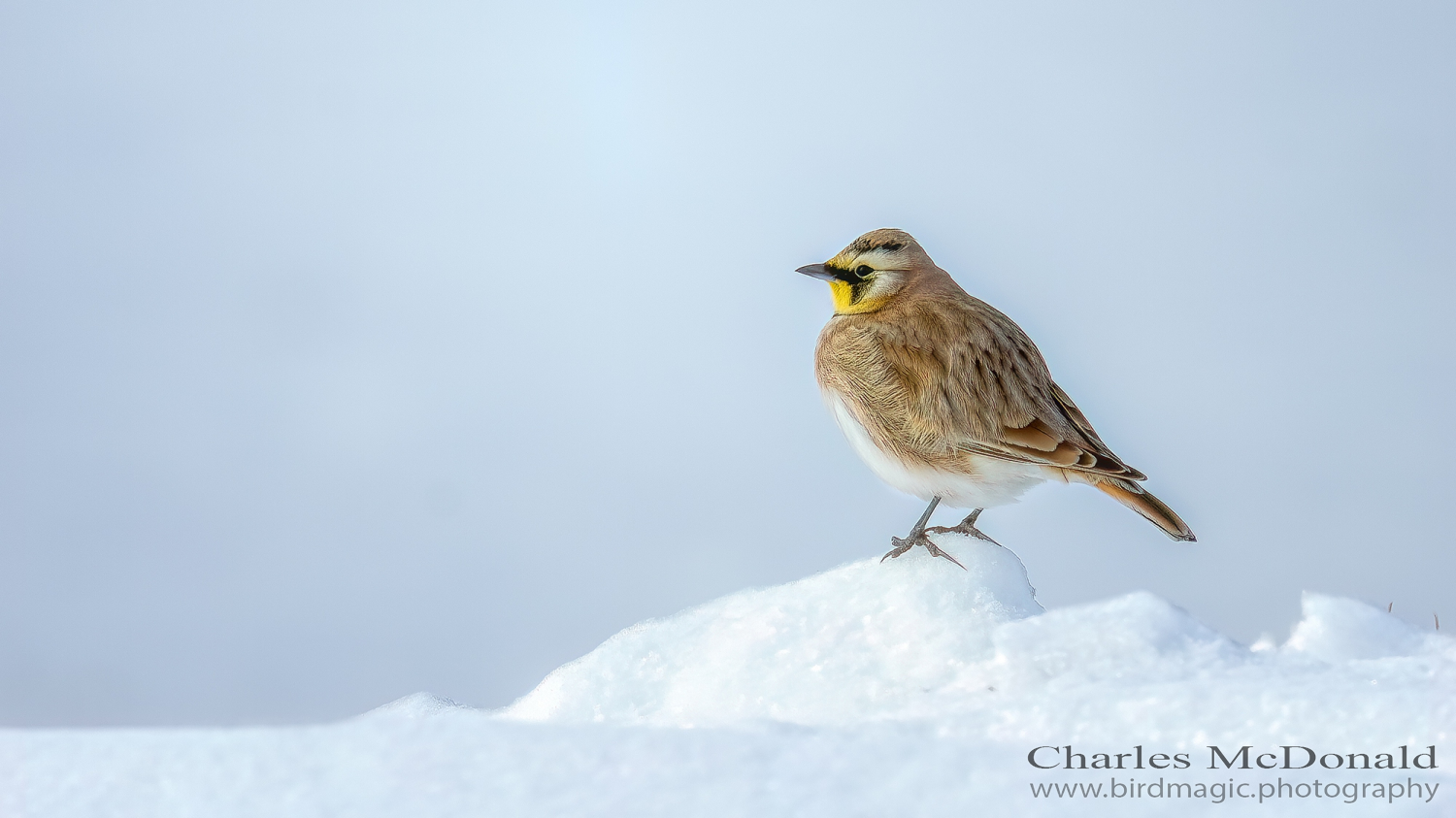 Horned_Lark