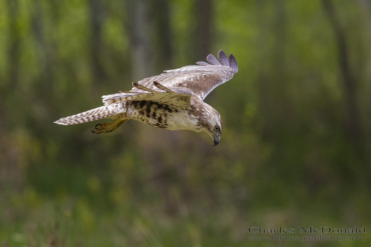 Sharp-shinned Hawk