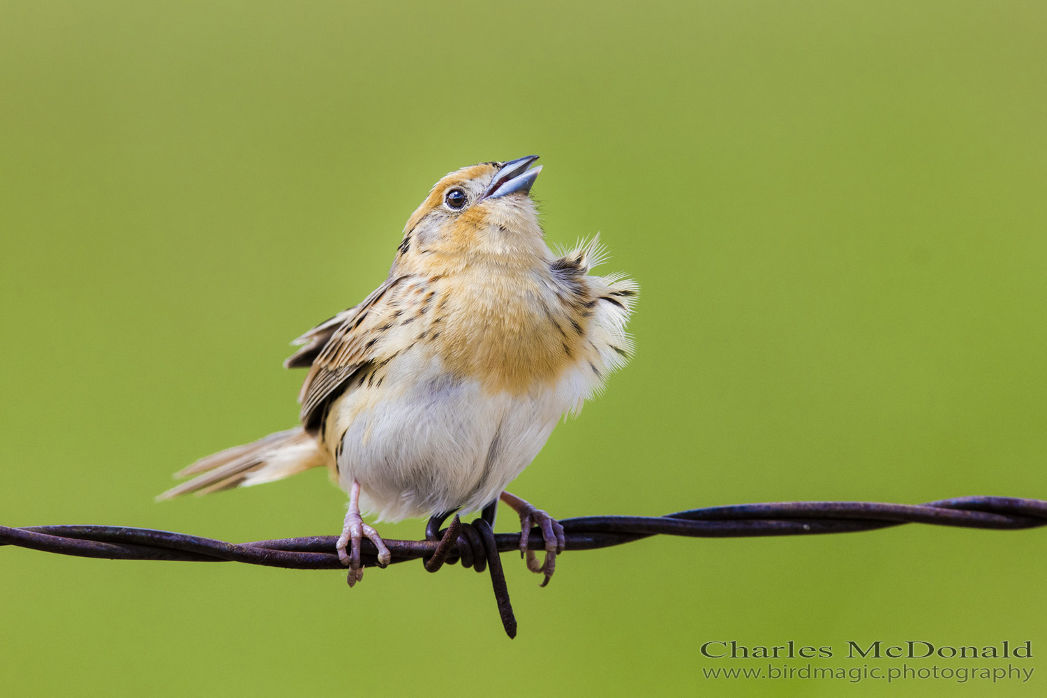 Le Conte's Sparrow