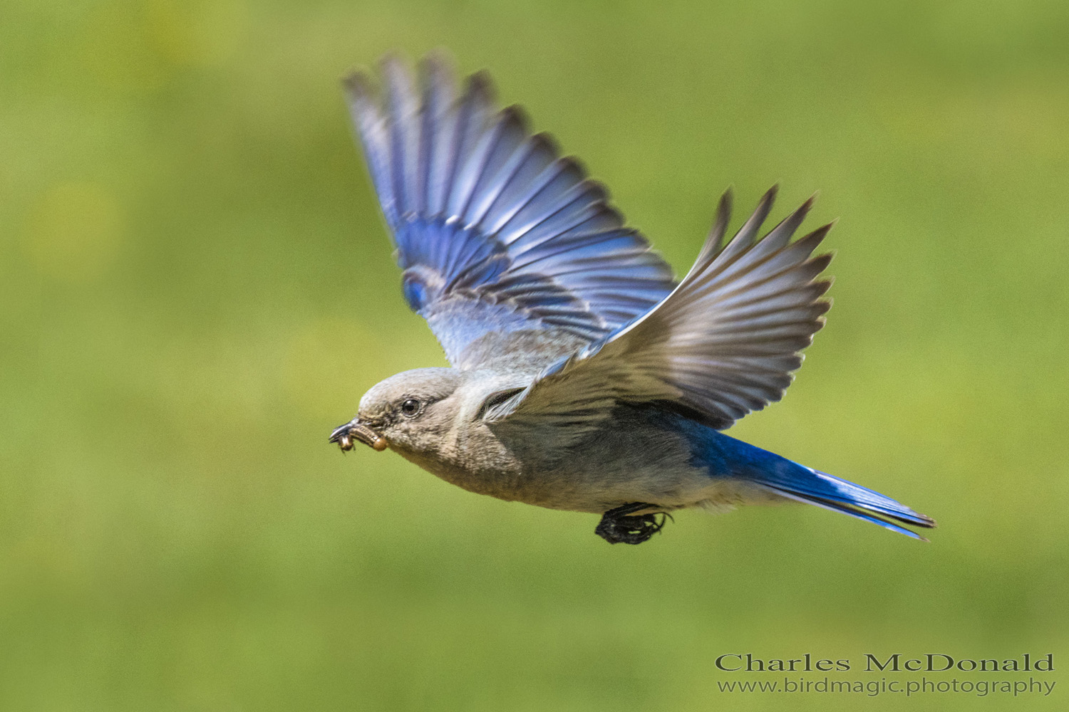 Mountain Bluebird