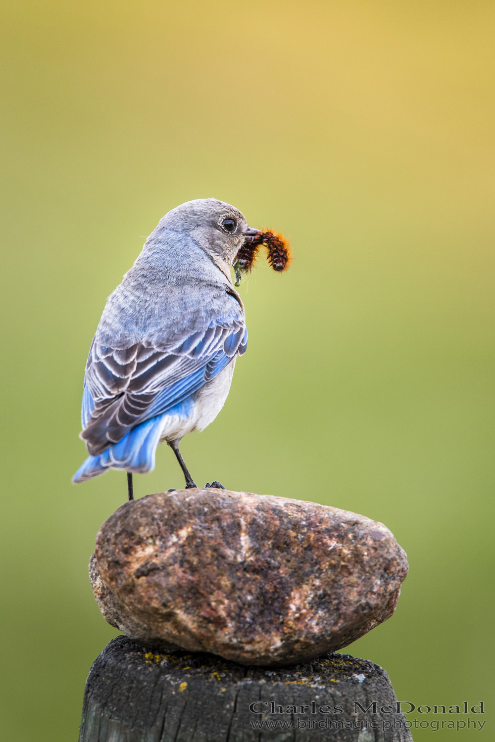 Mountain Bluebird