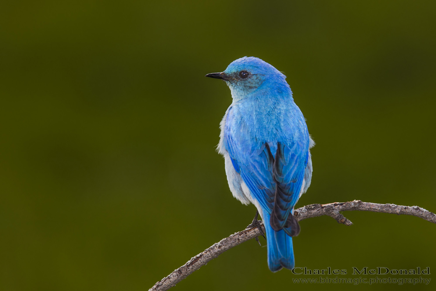 Mountain Bluebird