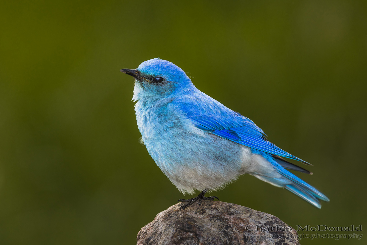 Mountain Bluebird