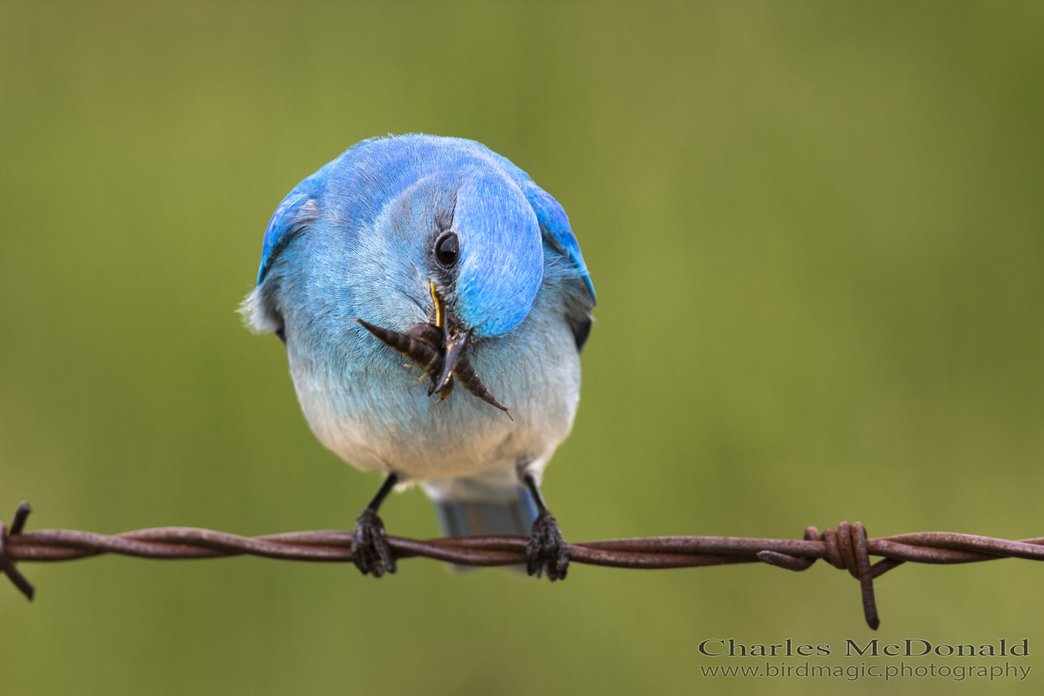 Mountain Bluebird