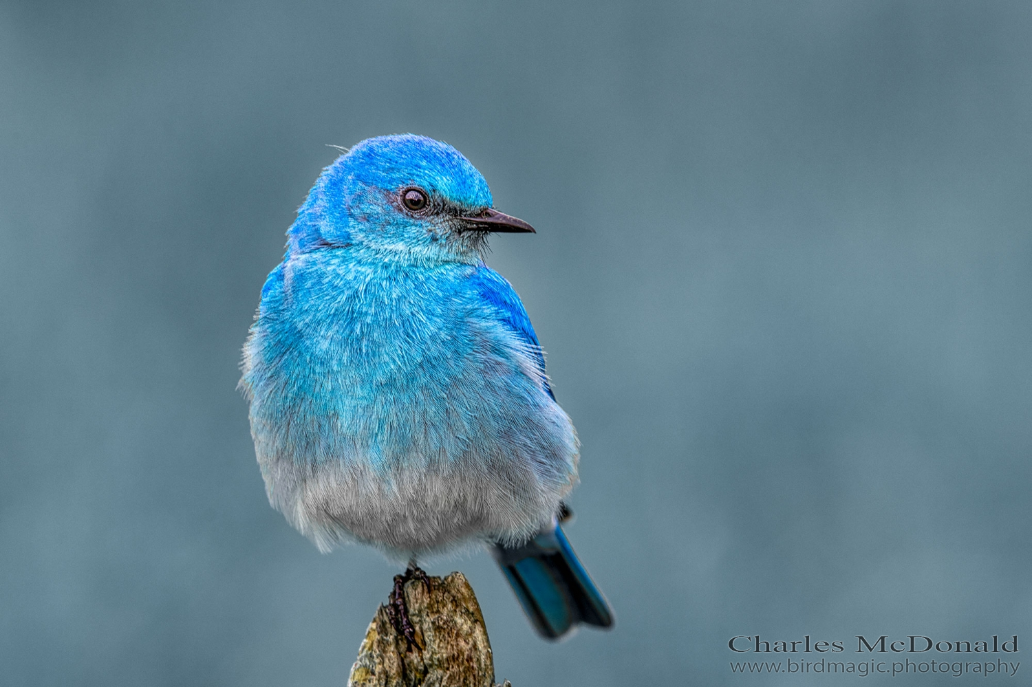 Mountain Bluebird