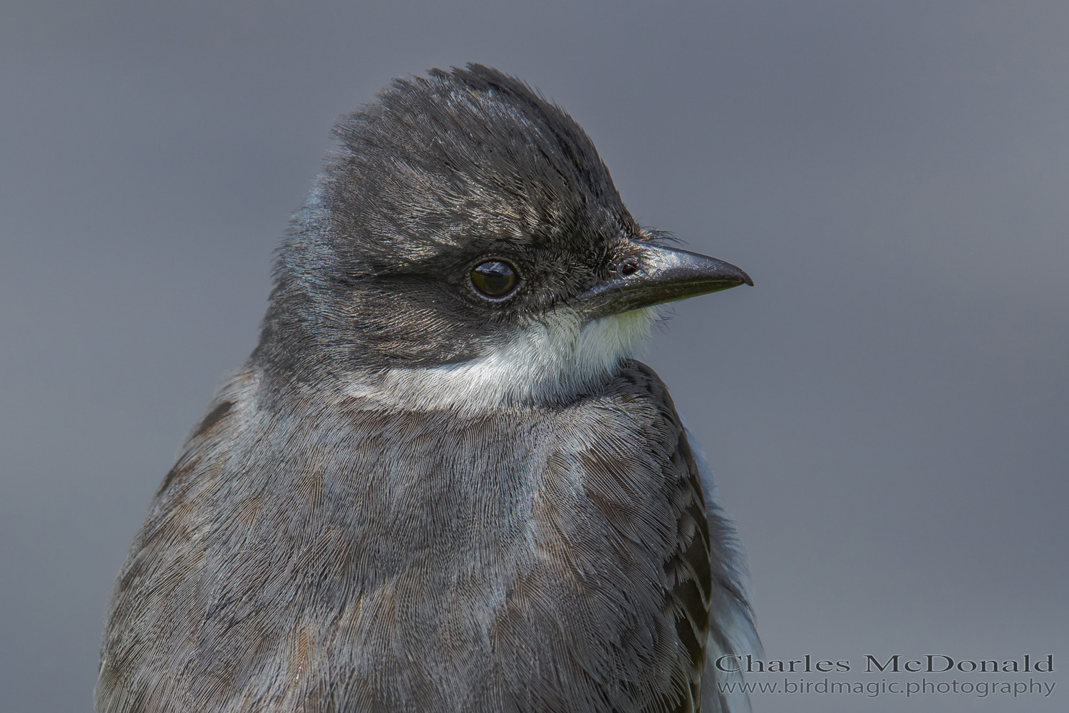 Eastern Kingbird