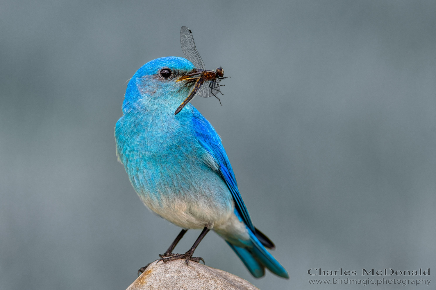 Mountain Bluebird