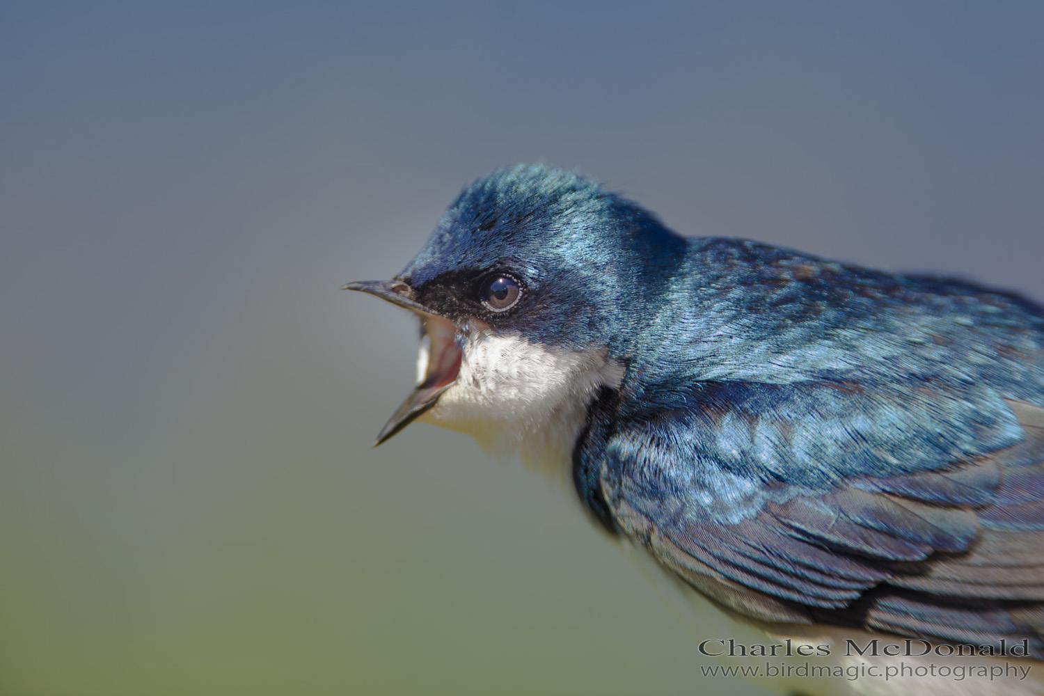 Tree Swallow